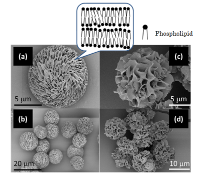 Mesoporous particles for the development of drug delivery system safe to human bodies