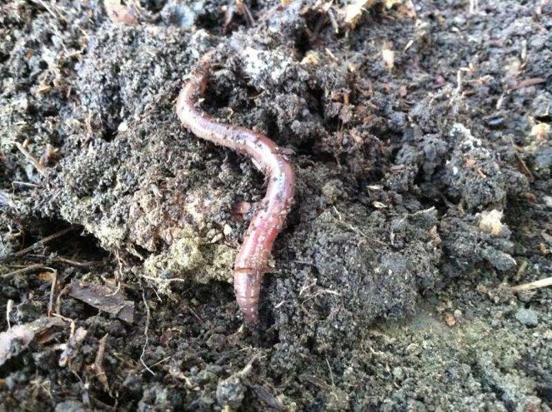 Metal pollutants in earthworms may threaten forest predators, Dartmouth-led study finds