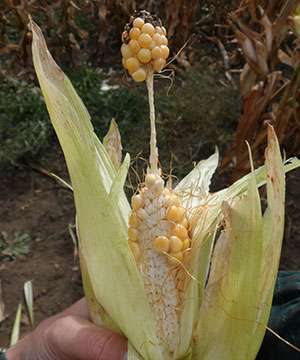 Method to find bad mutations may improve maize crops