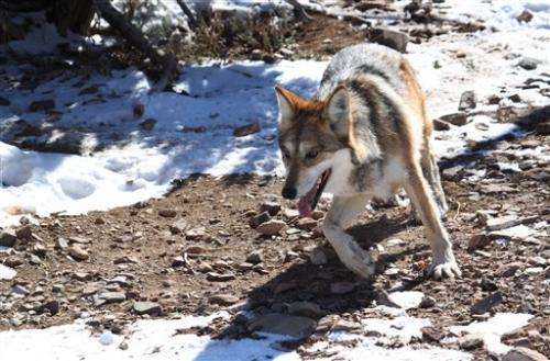 Mexican gray wolf population peaks in American Southwest