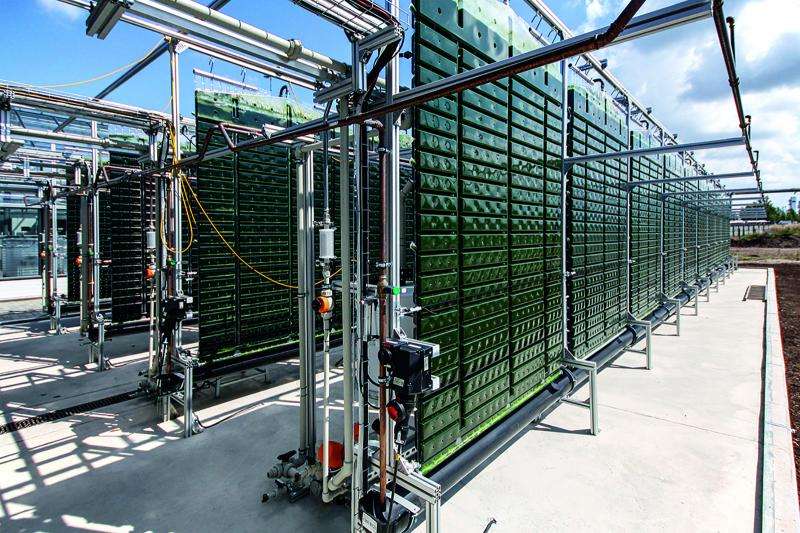 Microalgae produced on a commercial scale