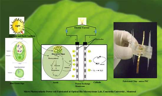 Micro photosynthetic power cells may be the green energy source for the next generation