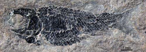 Middle Triassic fossils reveal how flying fish started to glide