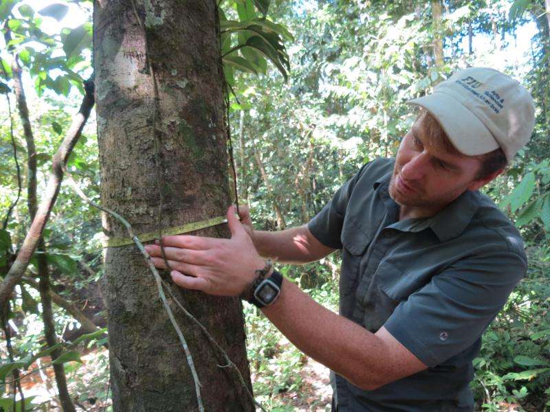 Migrating Amazonian trees are a cause for concern