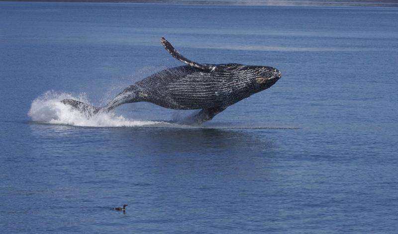 Migrating humpbacks face double blow from human activity