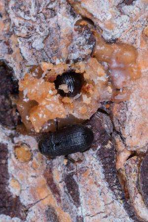 Mild winters not fueling all pine beetle outbreaks in western United States