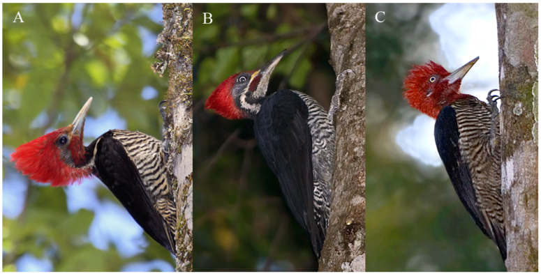 Mimic woodpecker fools competing birds, but genetics expose its true identity