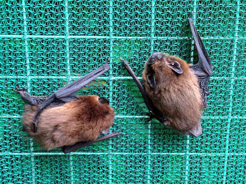 Minding the gap: City bats won't fly through bright spaces