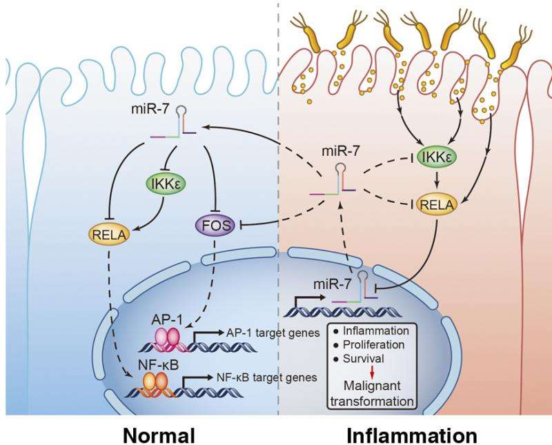miR-7抑制胃癌