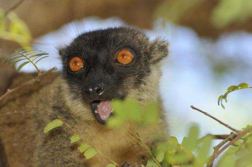 Models predict where lemurs will go as climate warms