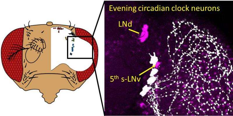 Molecular features of the circadian clock system in fruit flies
