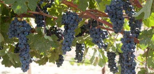 Molecular genetics ready to launch a golden age of winegrape breeding