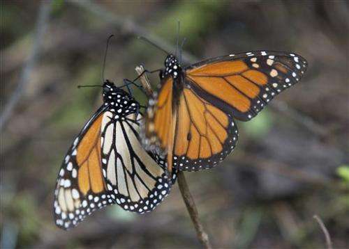 Monarch butterflies rebound in Mexico, numbers still low
