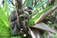 More endangered pygmy sloths in Panama than previously estimated