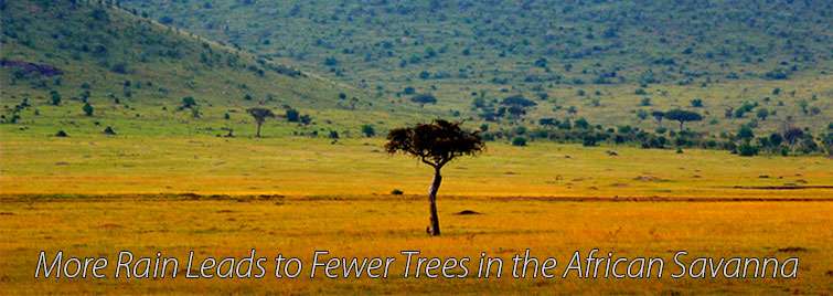 More rain leads to fewer trees in the African savanna