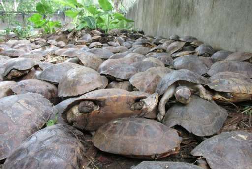 More than 4,000 live freshwater turtles and 90 dead ones were found in a pond inside a remote warehouse on the western island of