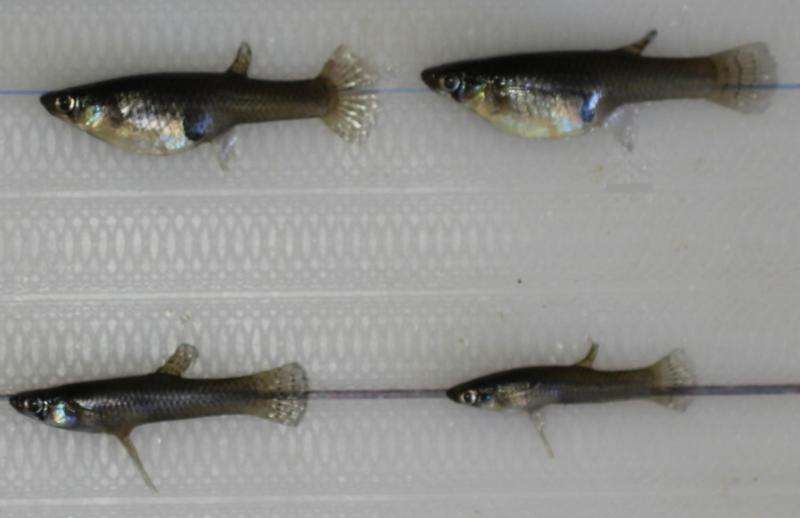 Mosquitofish populations with more females have greater ecological impact