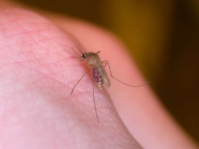 Mosquito season about to get underway – when it’s wet and hot enough