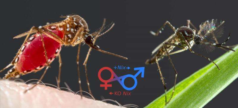 Mosquito sex-determining gene could help fight dengue fever