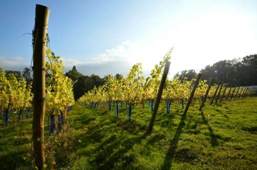 Most of Britain's winemakers are located in Surrey, Sussex and Kent in south-east England and in Hampshire in the south-west