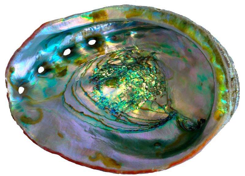 Mother-of-pearl's genesis identified in mineral's transformation