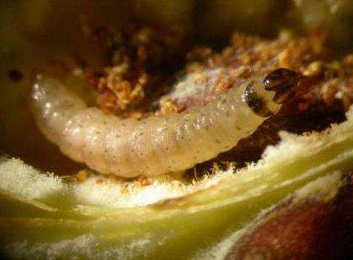Moth larvae damage textiles by feeding on natural fibres