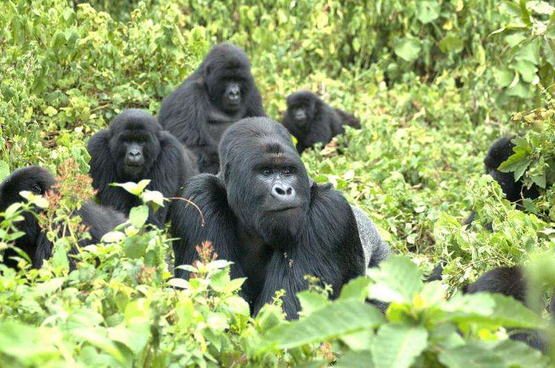 Mountain gorillas enter the genomic age
