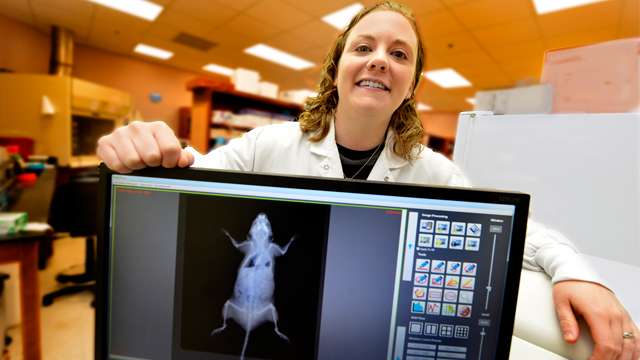 Mouse with weaker bones, stronger metabolism points toward new diabetes therapies