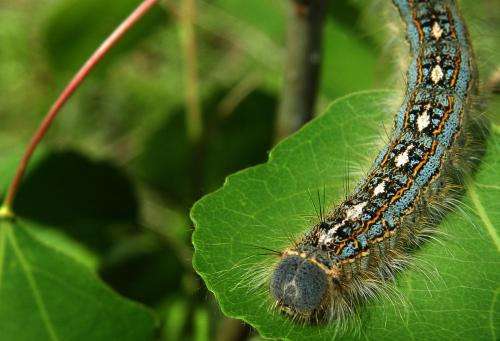 Munching bugs thwart eager trees, reducing the carbon sink