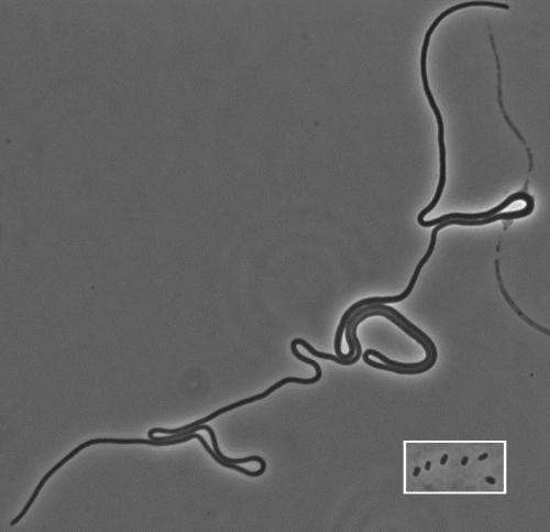 Mutant bacteria that keep on growing
