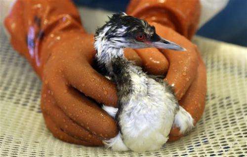 Mysterious goo blamed in San Francisco Bay Area bird deaths