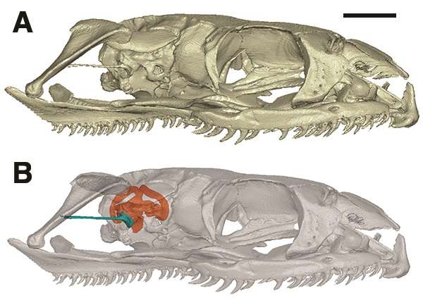 Mystery of how snakes lost their legs solved by reptile fossil