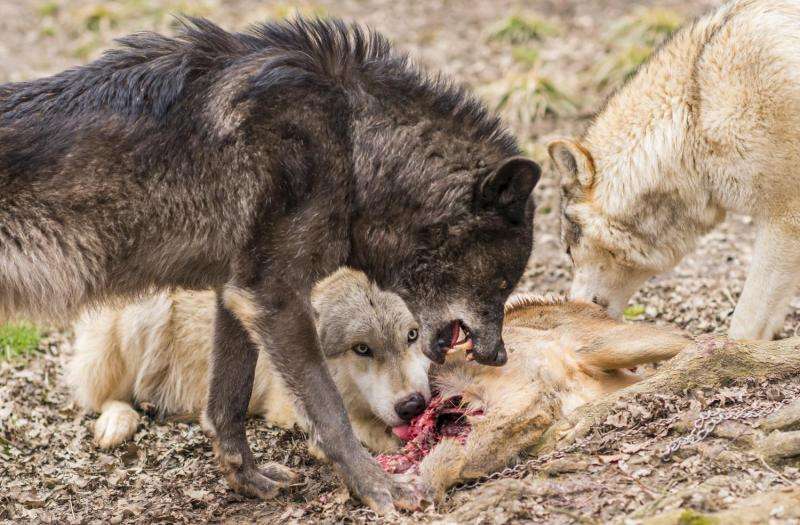 Myth of tolerant dogs and aggressive wolves refuted