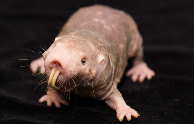Naked mole-rats' anti-cancer gene is unique among mammals