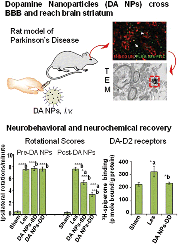 Nanoparticle drug reverses Parkinson's-like symptoms in rats
