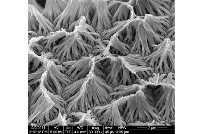 Nanowire implants offer remote-controlled drug delivery