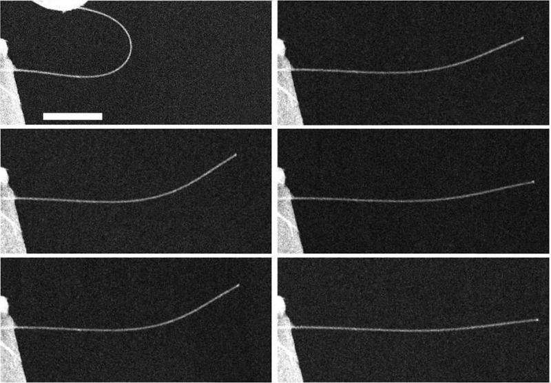 Nanowires highly 'anelastic,' research shows