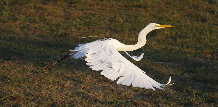 Natural wetlands still better than rice fields for egrets in southeast US