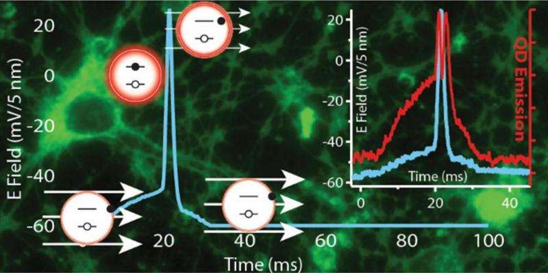 Navy researchers recruit luminescent nanoparticles to image brain function