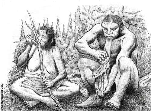 Neanderthal groups based part of the their lifestyle on the sexual division of labor