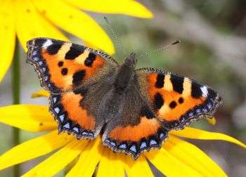 Neonicotinoid pesticides linked to butterfly declines in the UK