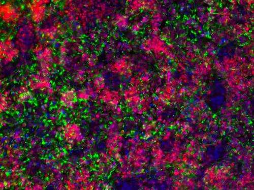 Neurons controlling appetite made from skin cells