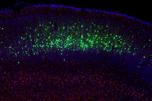 Neurons reprogrammed in animals