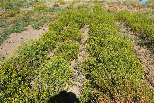 Nevada researchers trying to turn roadside weed into biofuel