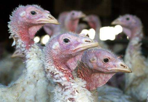 New bird flu strain has poultry farmers scrambling