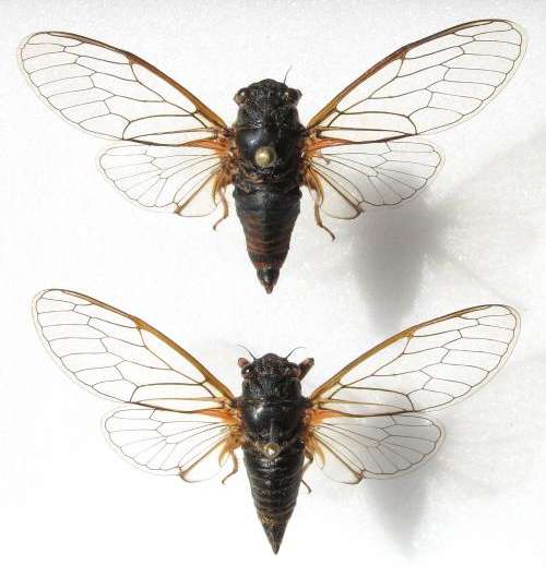 New cicada species discovered in Switzerland and Italy