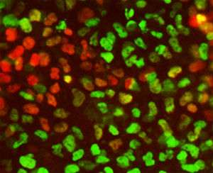 New clues into how stem cells get their identity