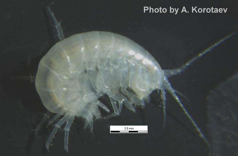 New cryptic amphipod discovered in West Caucasus caves