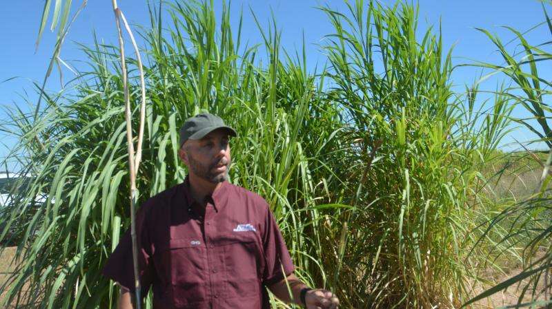 New dual-purpose bioenergy, forage crop set for release by AgriLife Research next year