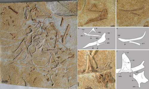 New enantiornithine bird reveals the refinement for cranial kinesis occurring early in avian evolution